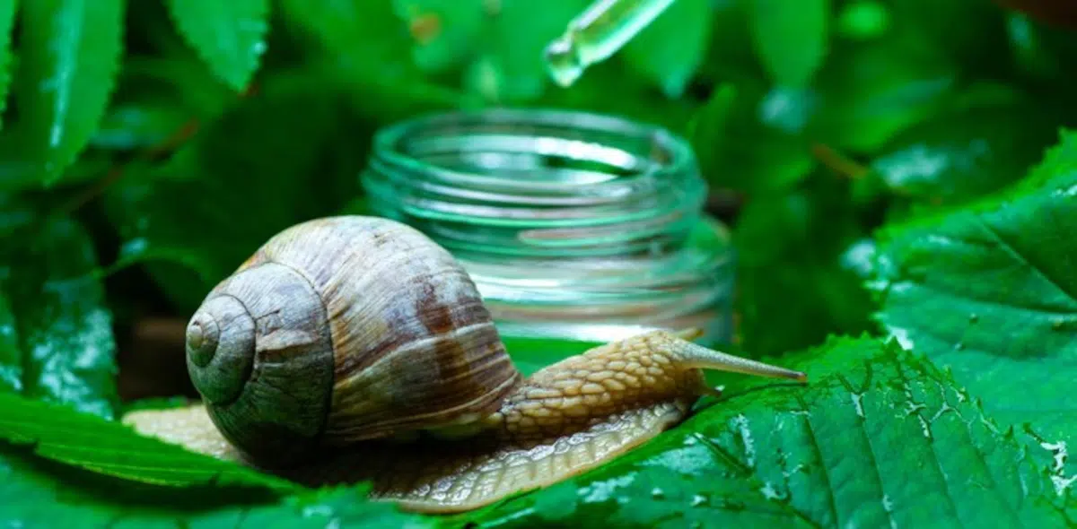bave escargots